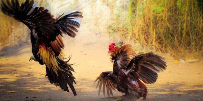 Hướng Dẫn Chi Tiết Cách Chơi Đá Gà CPC Cho Người Mới